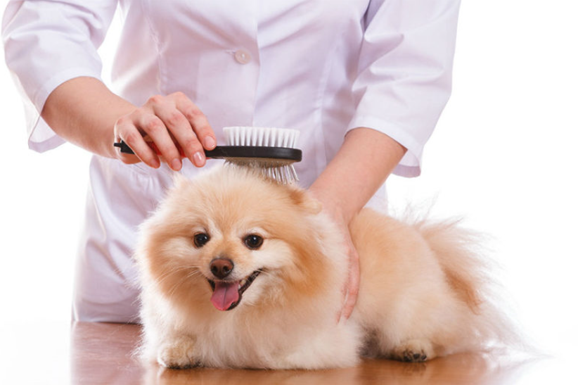 Pet services Image